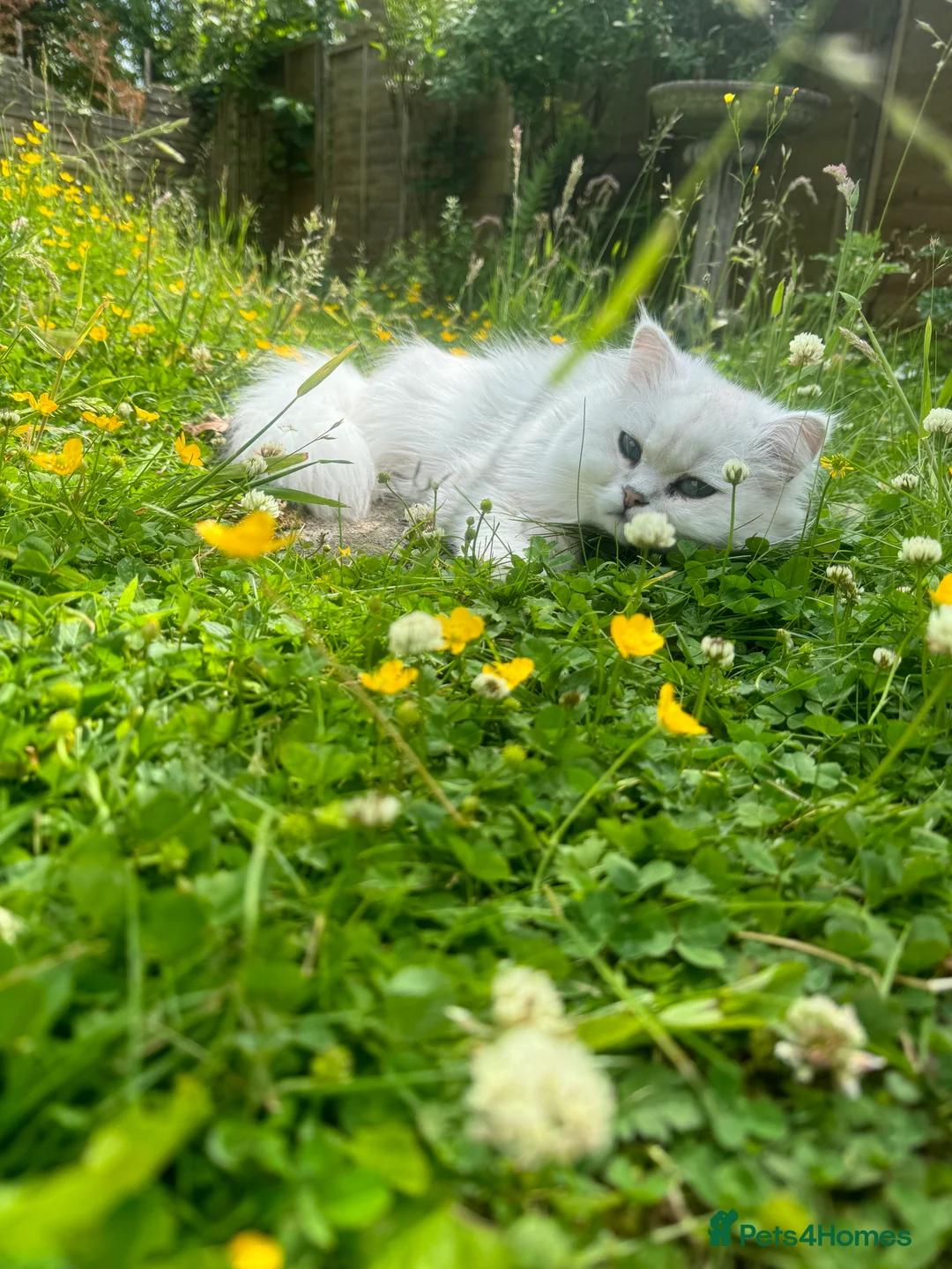 Persian cats for sale: Persian Chinchilla male, white with silver tips - Advert 3