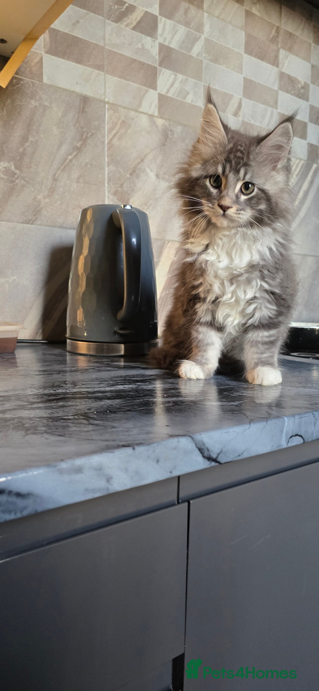 Maine Coon cats for sale: Giant maine coon kittens for sale  - Advert 1