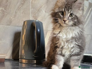 Maine Coon cats Giant maine coon kittens for sale - Advert 1