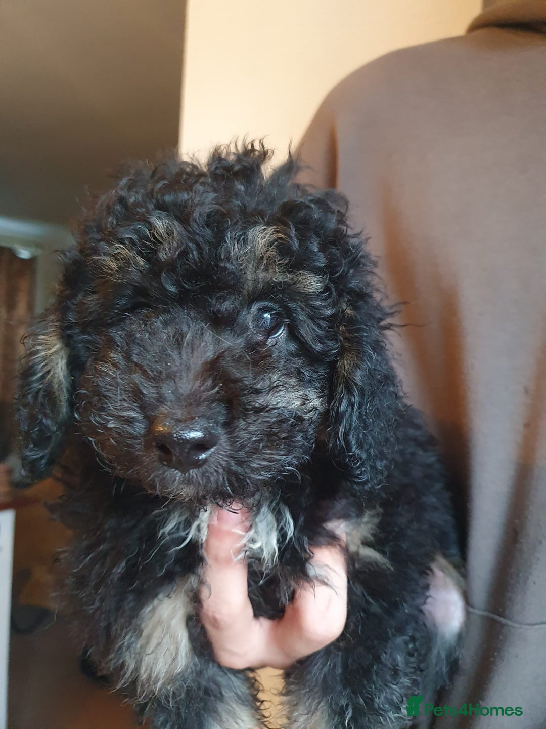 Goldendoodle dogs for sale: 🐶 Stunning goldendoodle puppies 🐶 - Image 8