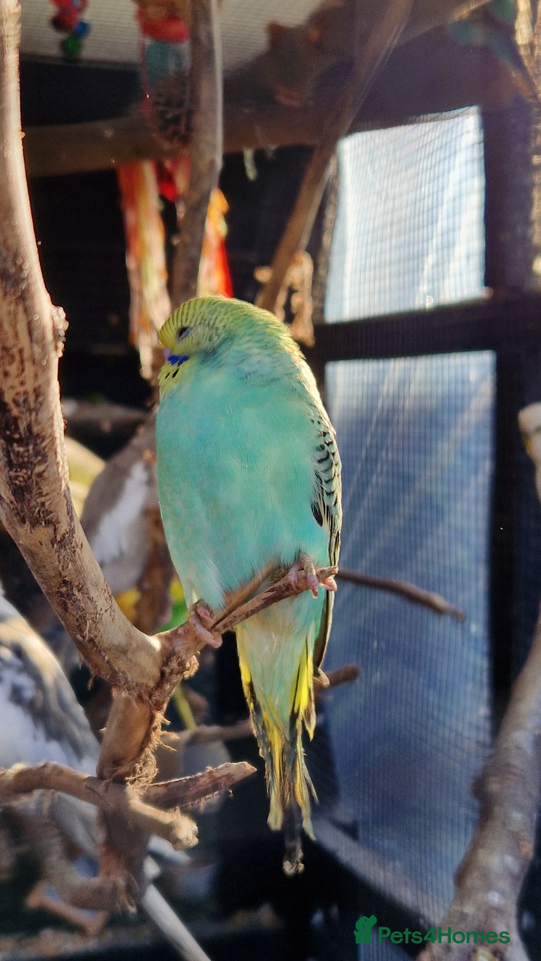 Budgerigars birds for sale: Baby budgies for sale from 15th Dec  - Advert 14