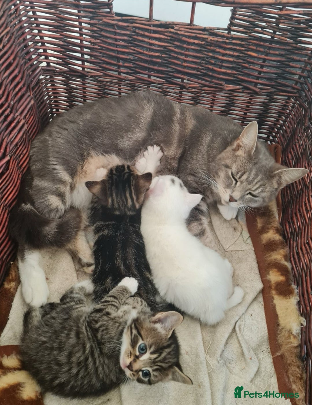Bengal cats for sale:  ྀིྀི female bengal kitten  - Image 2