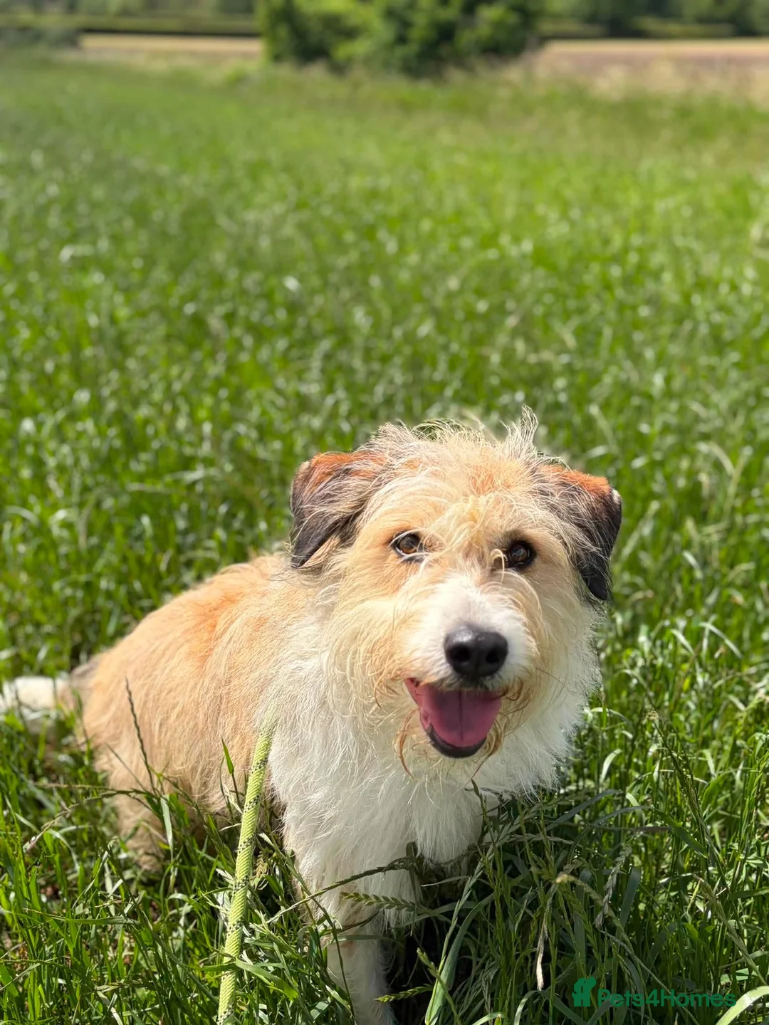 Mixed Breed dogs for adoption: 🌼 Daisy - Loyal Companion Seeks Quiet Home 🌼 - Advert 2