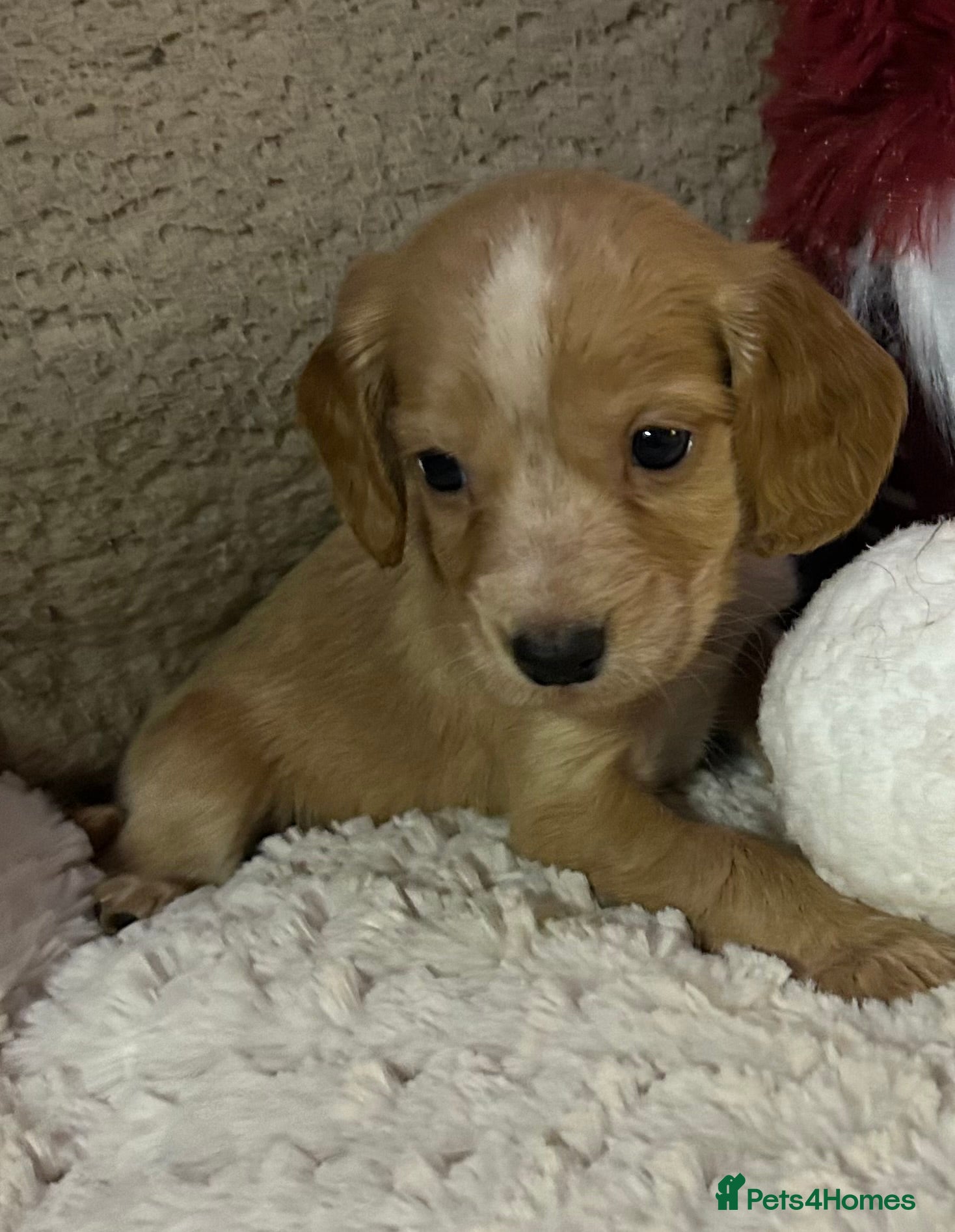 Cocker Spaniel dogs KC Registered Working Cocker Spaniels - Advert 6