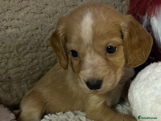 Cocker Spaniel dogs KC Registered Working Cocker Spaniels - Advert 14