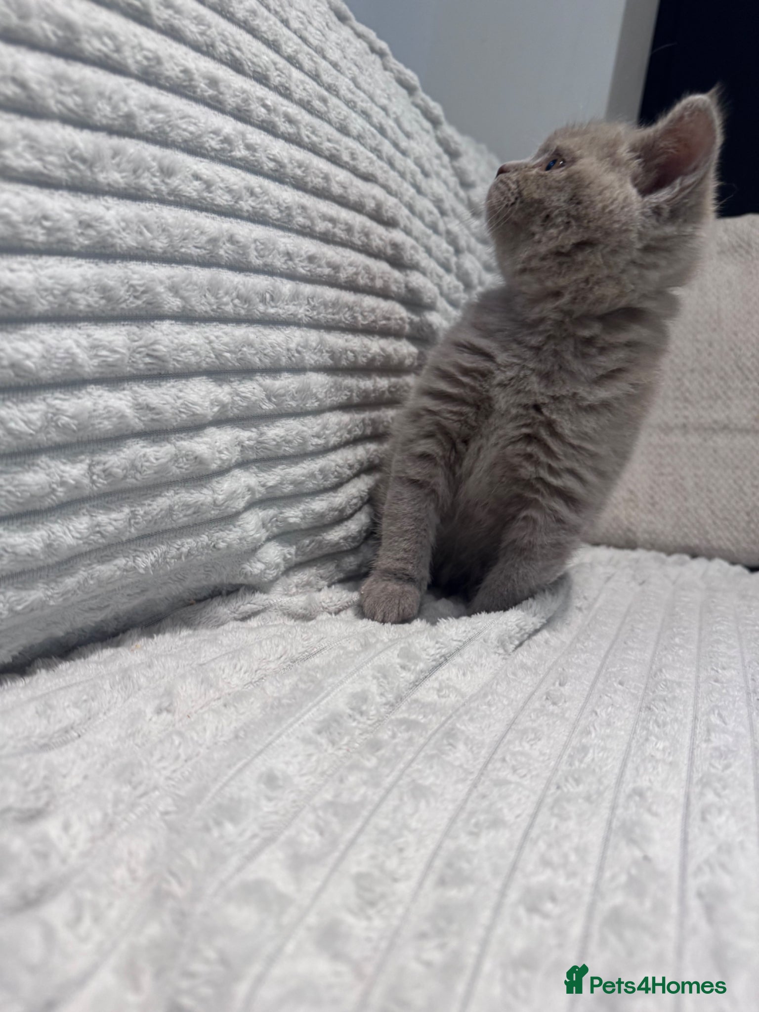 British Shorthair cats for sale: Pedigree British Short Hair kitten  - Advert 7