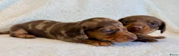 Miniature Dachshund dogs for sale: True miniature dachshunds - Advert 13
