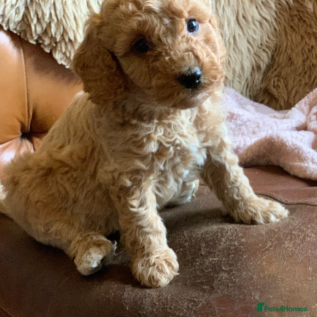 Cockapoo dogs for sale: Cute as Buttons! Cockapoo Puppies for Sale - Image 3