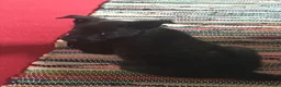 Belgian Shepherd Dog dogs for sale: Dutch herder  in Aldershot - Advert 4