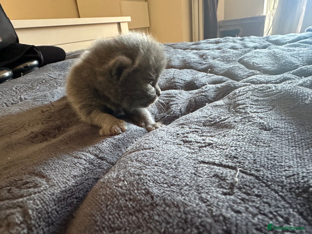 British Shorthair cats for sale: Are you interested ?  - Image 4