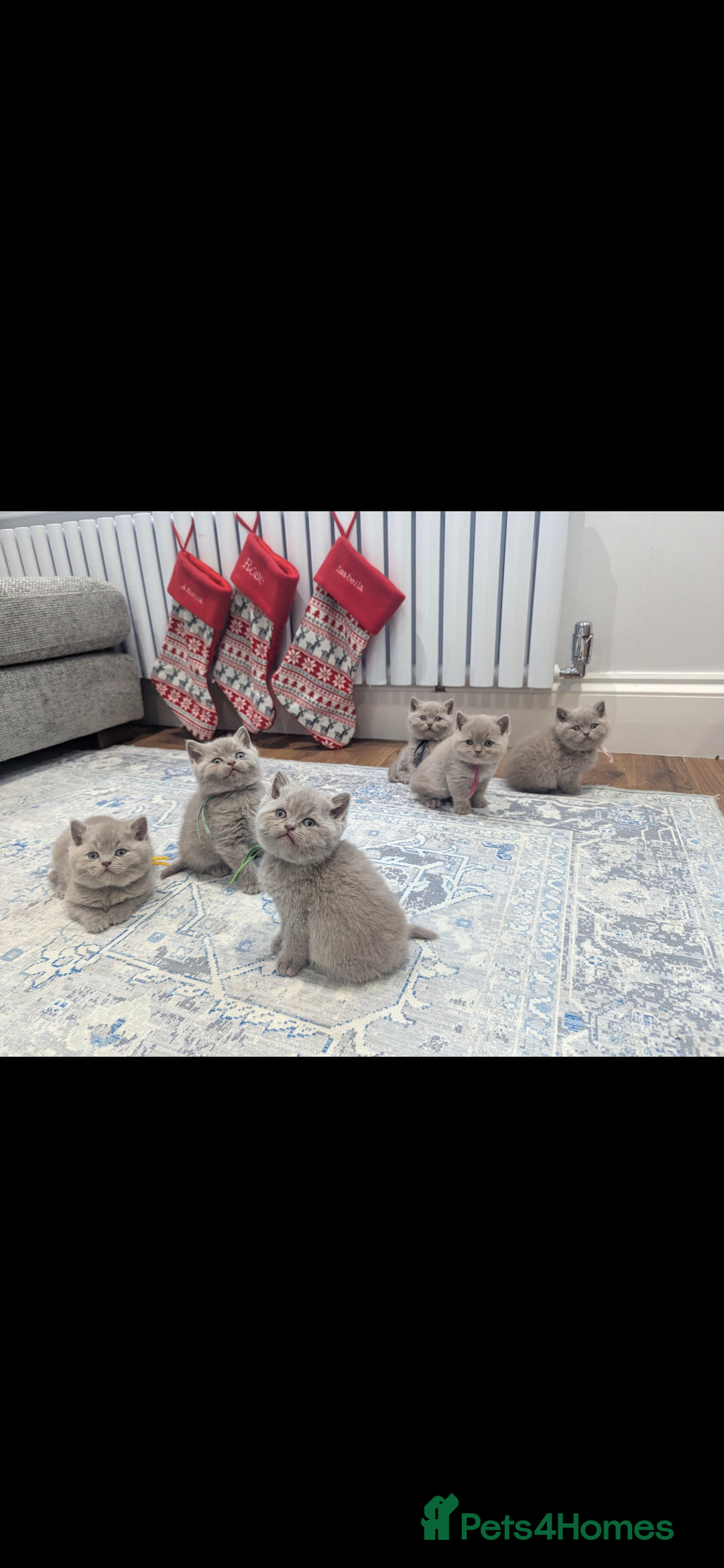 British Shorthair cats for sale: 6 beautiful rare FAWN British Shorthair Kittens ✨ - Advert 7