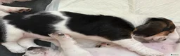 Basset Hound dogs for sale: Lady Penelope's Litter of Basset Hound Puppies - Advert 16