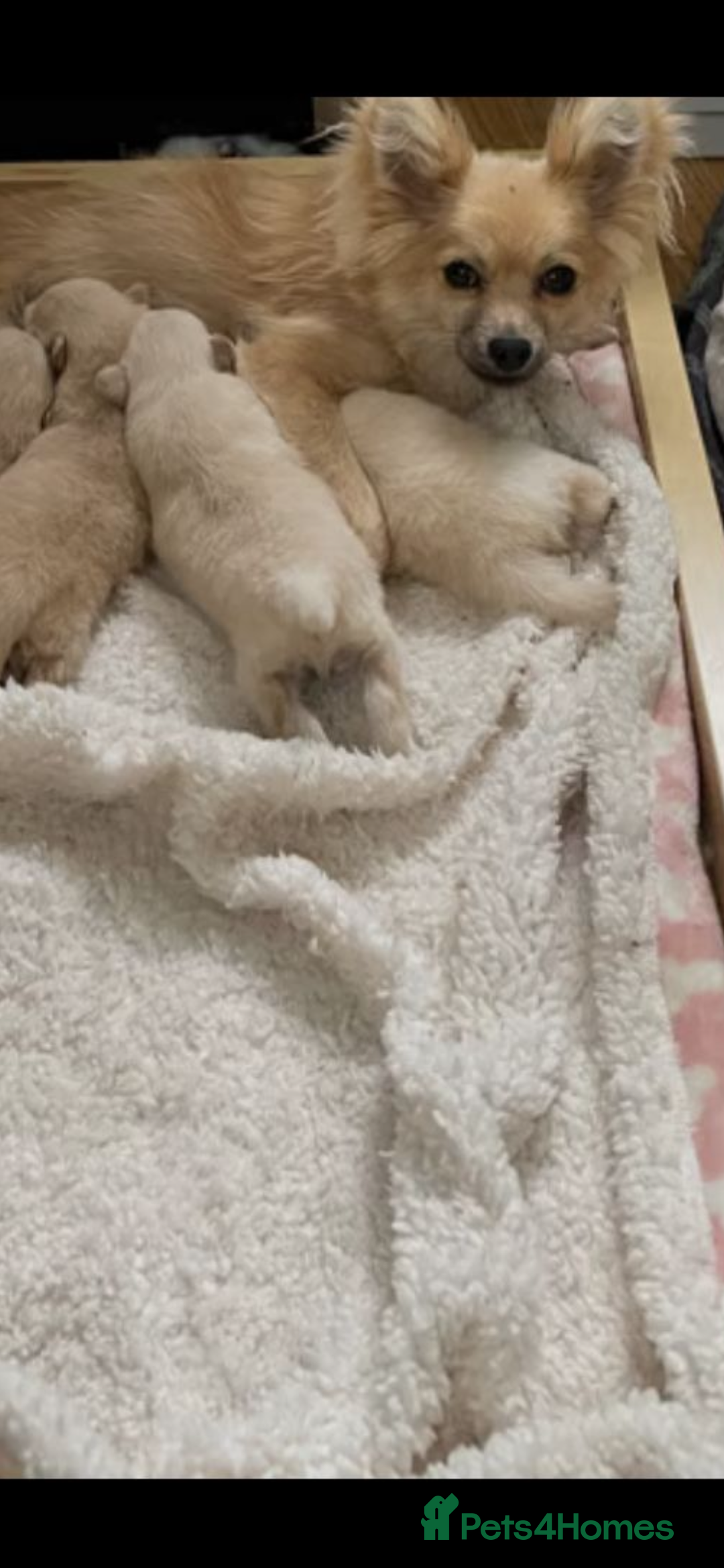 Pomchi dogs for sale: Beautiful Bert - Image 6