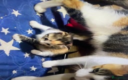 Domestic Shorthair cats for sale: Cute calico kitten for sale ready to leave now - Advert 5