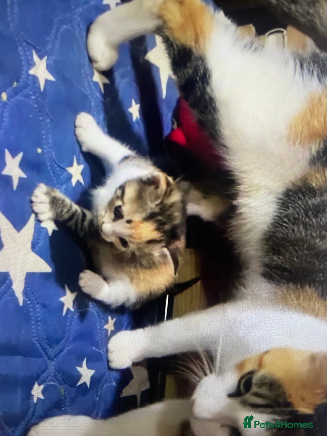 Domestic Shorthair cats for sale: Cute calico kitten for sale ready to leave now - Advert 5