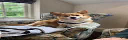Welsh Corgi Pembroke dogs for sale: Welsh corgi (Pembroke) puppies - Advert 9