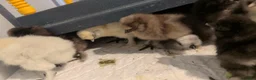 Chickens poultry for sale: Silkie Chicks mixed colours 17 left  in Hebburn - Advert 5