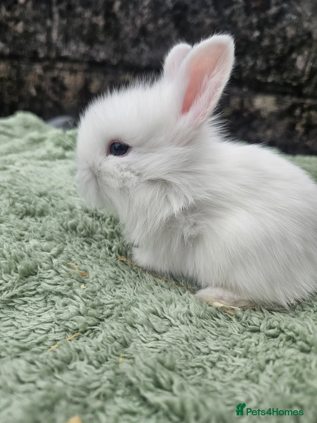 Lionhead rabbits for sale: 7 gorgeous Harlequin Lion Lop bunnies - Advert 2