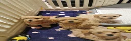 Maltipoo dogs for sale: Tiny Maltipoo F1 KC Parents Extensively DNA Clear  - Advert 8