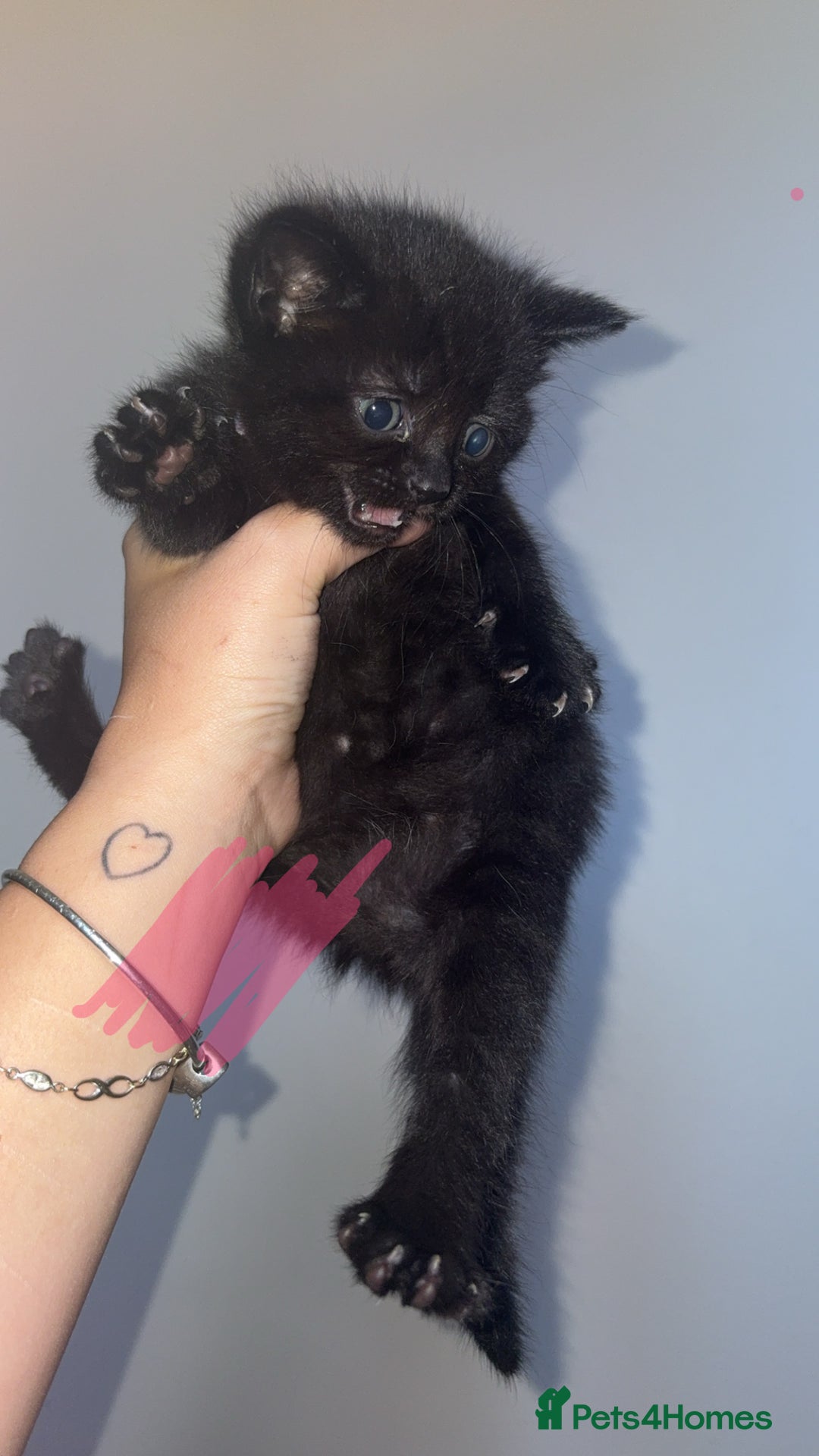 Mixed Breed cats for sale: 5 beautiful kittens for sale🤍 - Image 4