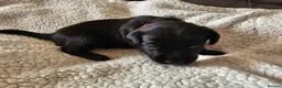 Labrador Retriever dogs for sale: Labrador puppies for sale - Advert 10