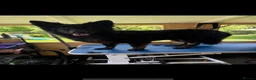 German Shepherd dogs for sale: Beautiful German Shepherd Puppies in Durham - Advert 5