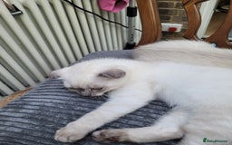 Scottish Fold cats for sale: Scottish fold kittens  - Image 35
