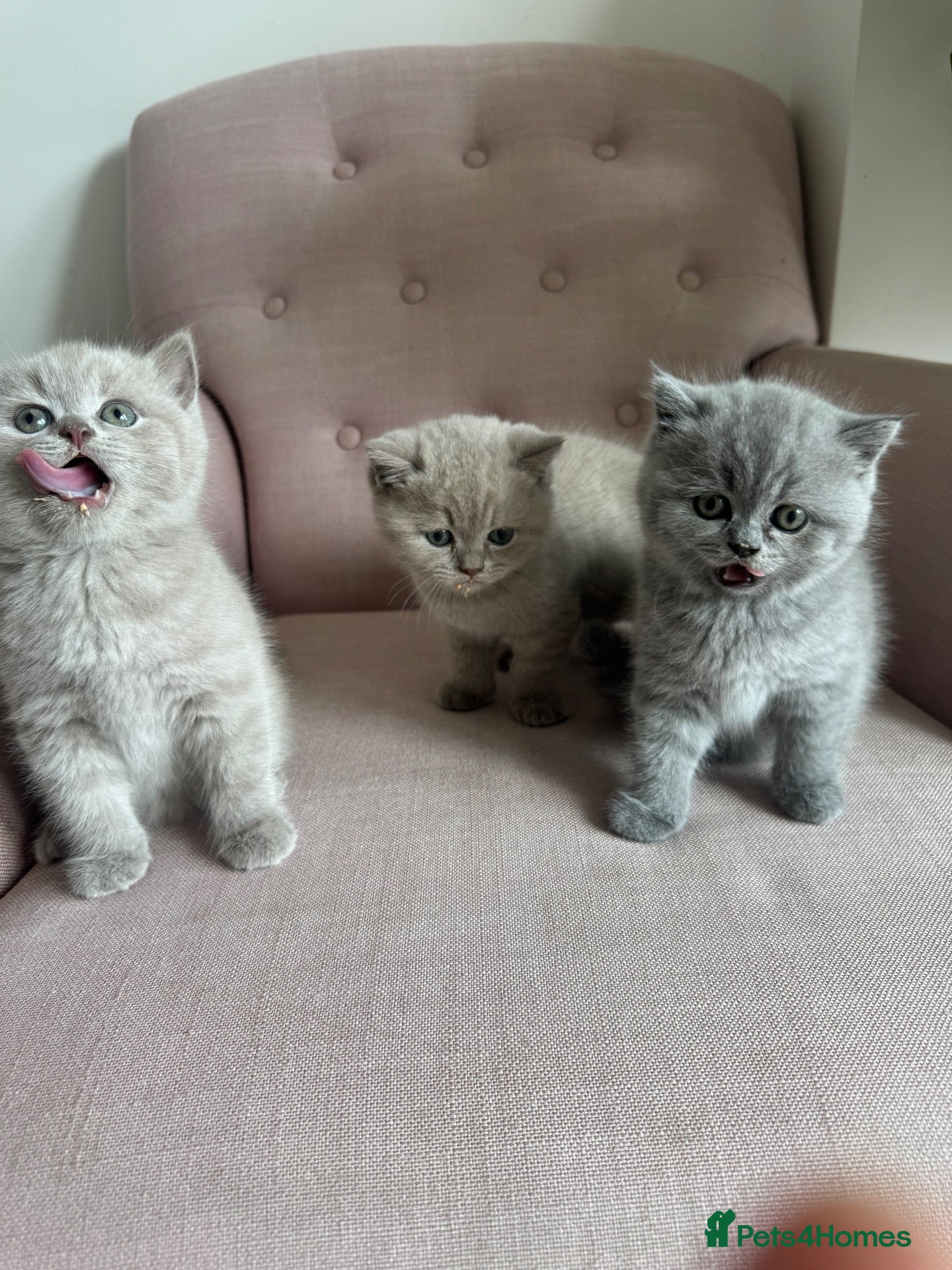 British Shorthair cats 💜 Lilac BSH Boys – Ready for Their Forever Homes - Advert 1