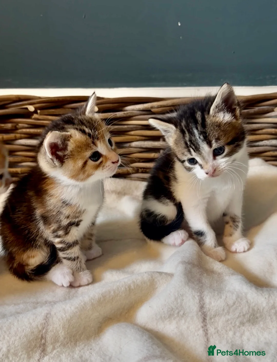 Mixed Breed cats for sale: Kittens - Advert 1