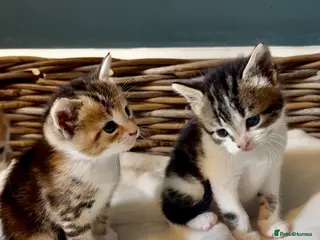 Mixed Breed cats Kittens - Advert 1