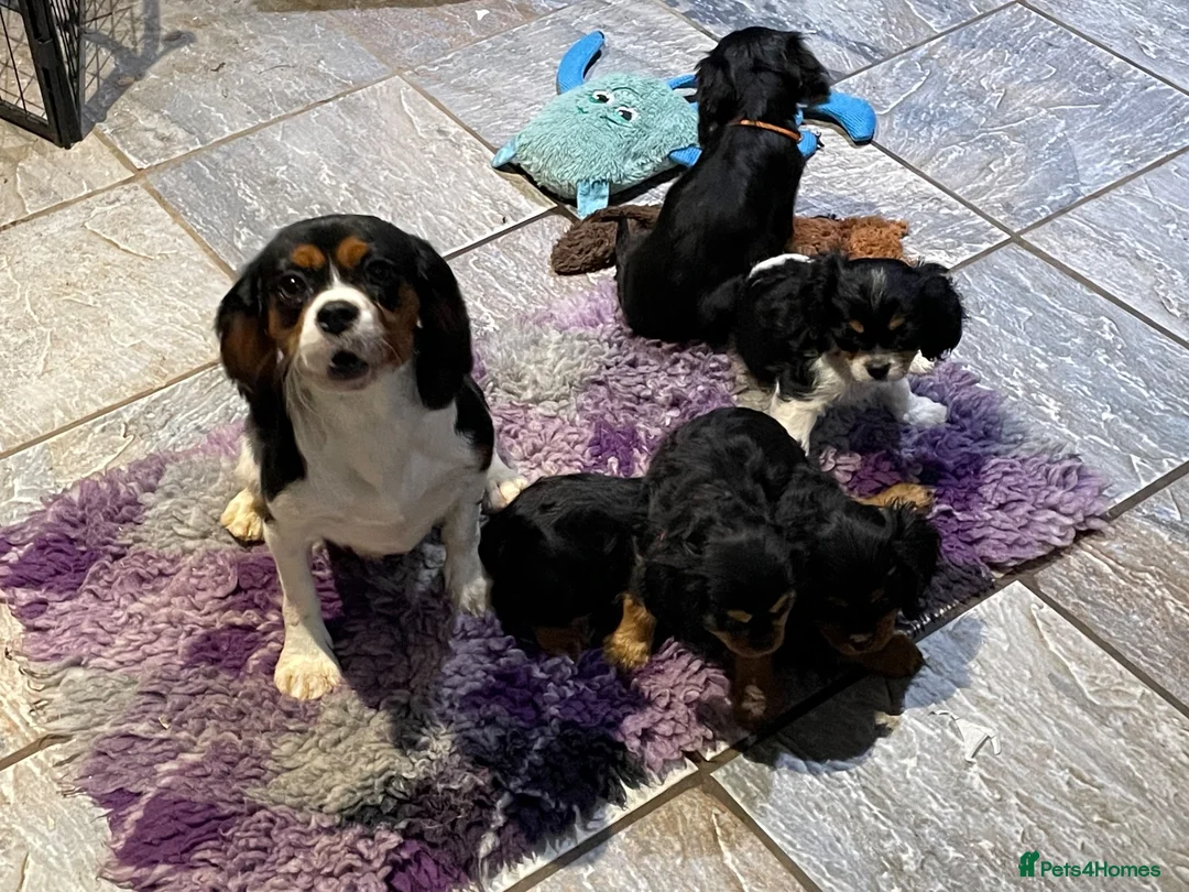 Cavalier King Charles Spaniel dogs for sale: Cavalier King Charles puppies  - Advert 2