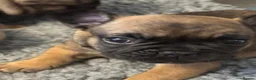 French Bulldog dogs for sale:  🐾 STUNNING KC REG FRENCH BULLDOG PUPPIES  in Livingston - Advert 9