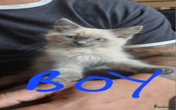 Ragdoll cats for sale: Ragdolls ready for forever homes 😻 3 males left  in Biggar - Image 4