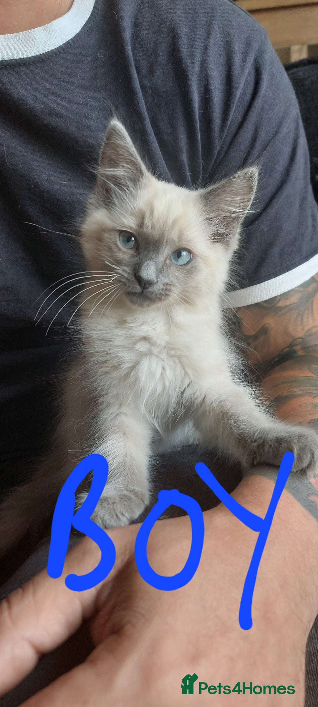 Ragdoll cats for sale: Ragdolls ready for forever homes 😻 3 males left  in Biggar - Image 4