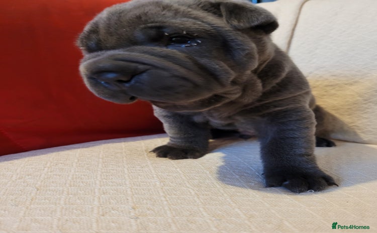 Shar Pei dogs - Advert 1