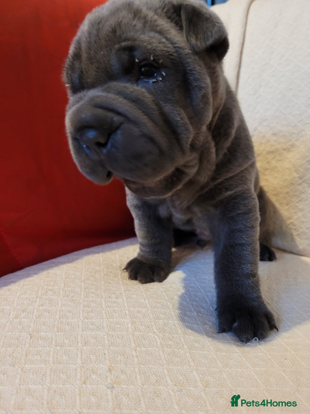 Shar Pei dogs for sale: Shar Pei Puppies - Ready 04/09/25 - Image 7