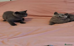 British Shorthair cats for sale: REDUCED LAST 4 REMAINING! TICA BRITISH SHORTHAIRS - Image 20
