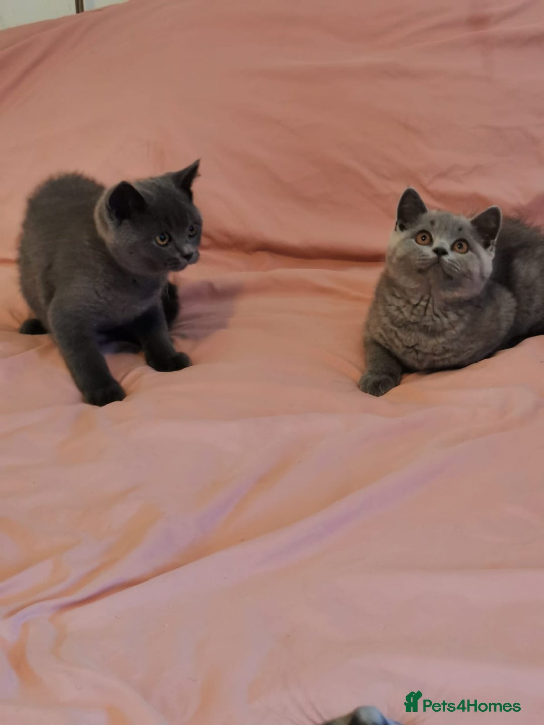 British Shorthair cats for sale: REDUCED LAST 4 REMAINING! TICA BRITISH SHORTHAIRS - Image 20