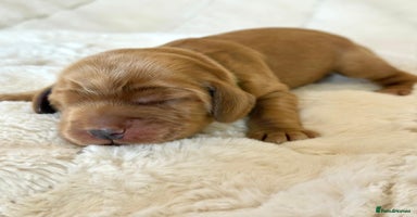 Cocker Spaniel dogs - Advert 16