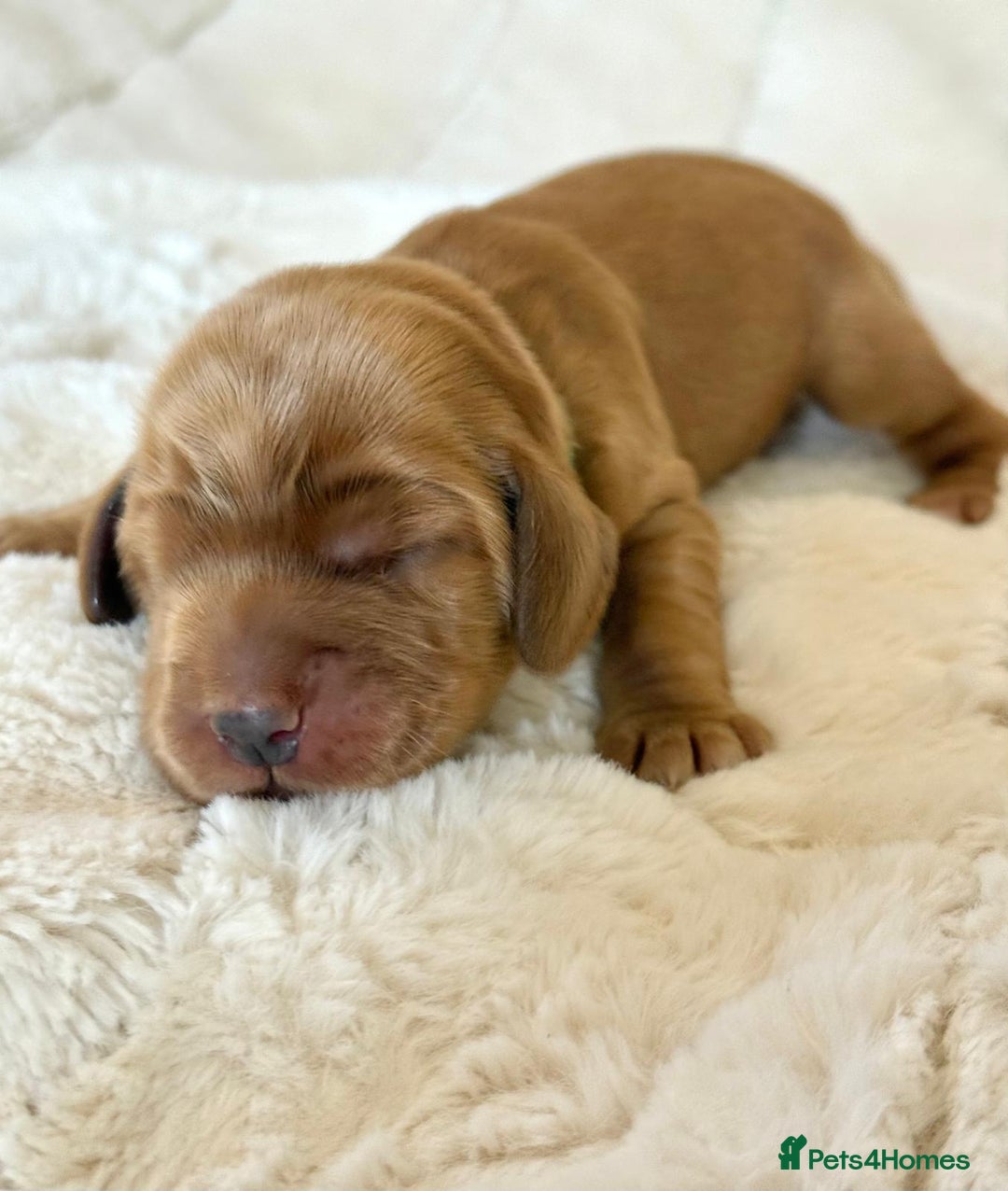 Cocker Spaniel dogs for sale: KC Reg Fully Health Tested Showline Cocker Spaniel - Image 3