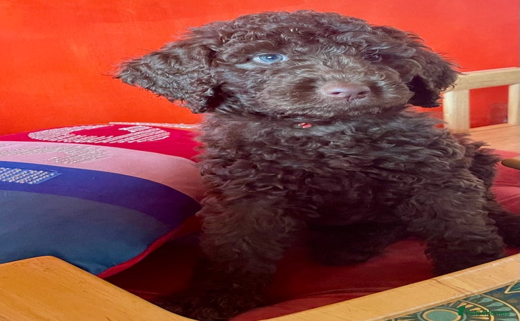 Mixed Breed dogs - Advert 1