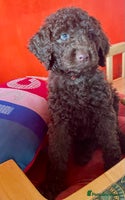 Mixed Breed dogs Standard Cockerpoodle/Bernadoodle,beautiful coats - Advert 16