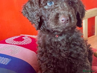Mixed Breed dogs Standard Cockerpoodle/Bernadoodle,beautiful coats - Advert 1