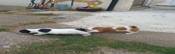 Jack Russell dogs for sale: 5 Gorgeous Juck Russel Puppies for sale  in London - Advert 5