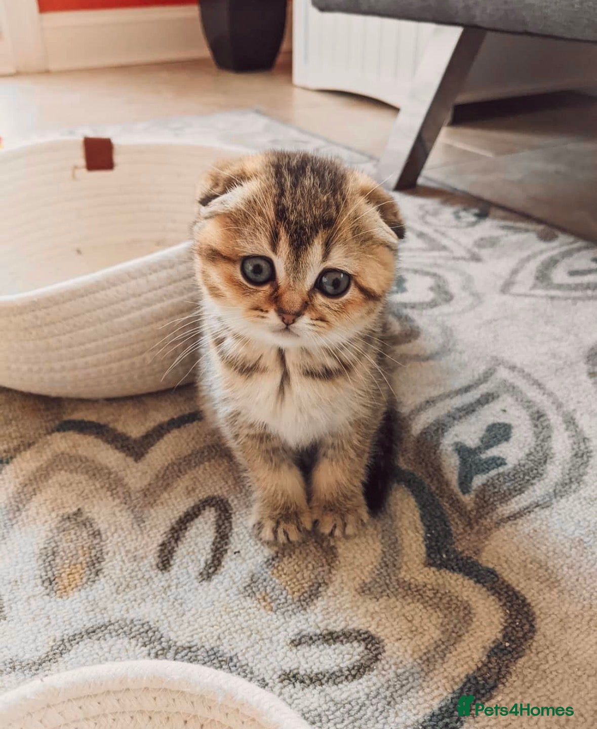 Scottish Fold cats Gorgeous Golden Scottish Fold Kittens - Advert 18