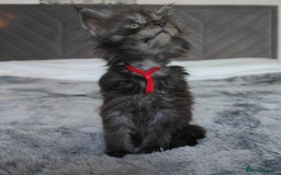 Maine Coon cats for sale: European Maine coon Kittens - Image 12
