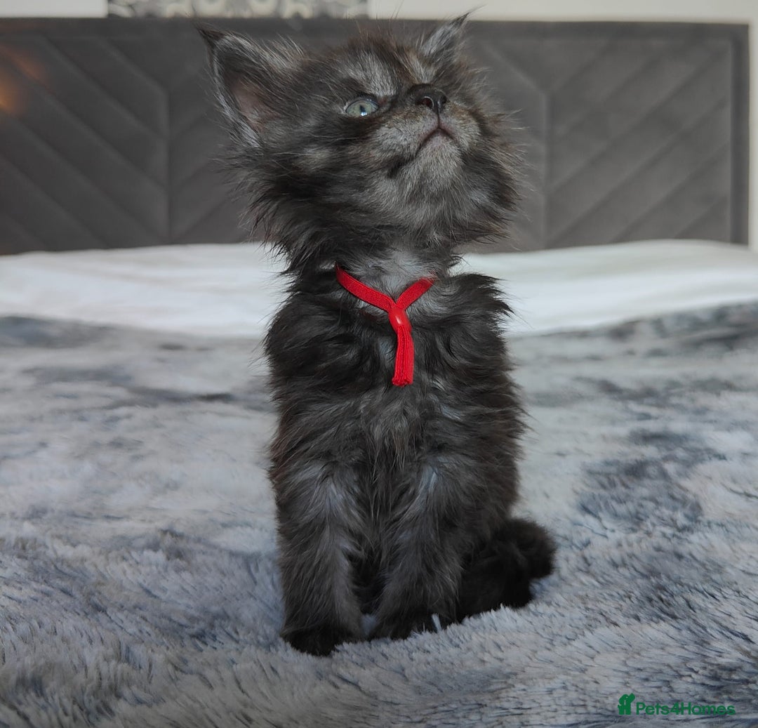 Maine Coon cats for sale: European Maine coon Kittens - Image 12