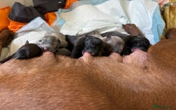 Staffordshire Bull Terrier dogs for sale: Beautiful Staffordshire Bull Terrier Puppies - Image 2