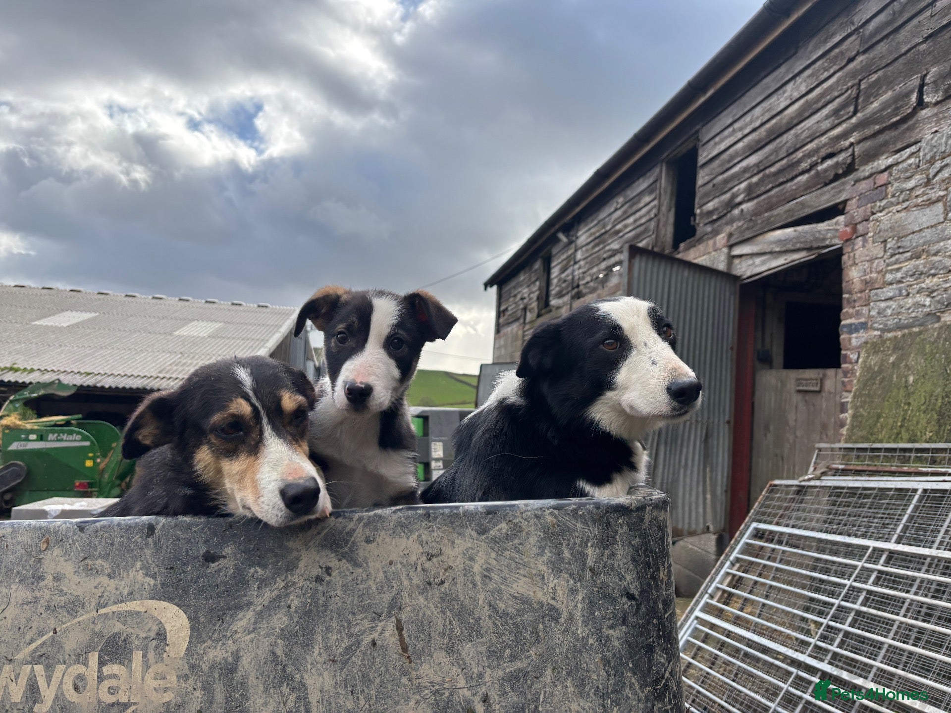Border Collie dogs for sale: 1 left - Ready Now - Border collie pups  - Advert 1