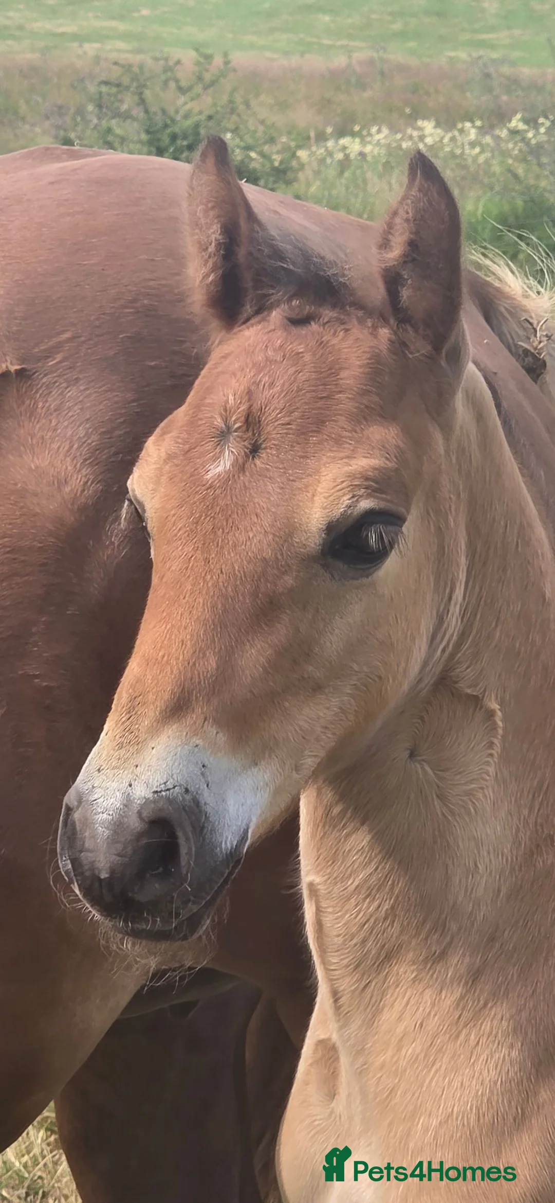 Welsh Section D horses for sale: Section D - Advert 2